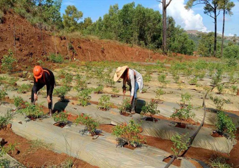 Mining Forest Program 2022