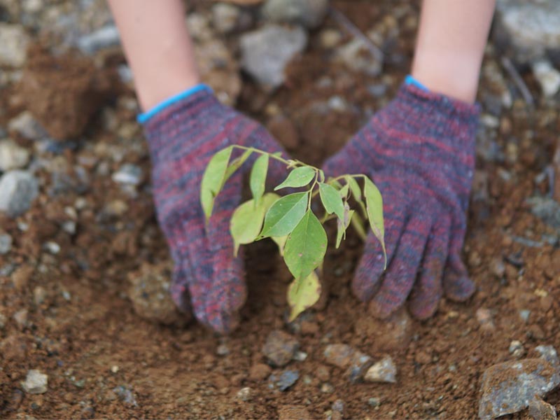 Philippine Arbor Day Photo 1