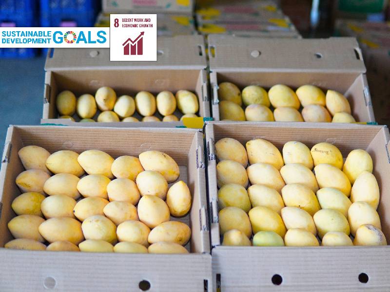 Sta. Cruz Mango Growers Multi-Purpose Cooperative